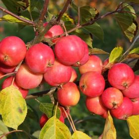 Malus Jelly King 12 Litre